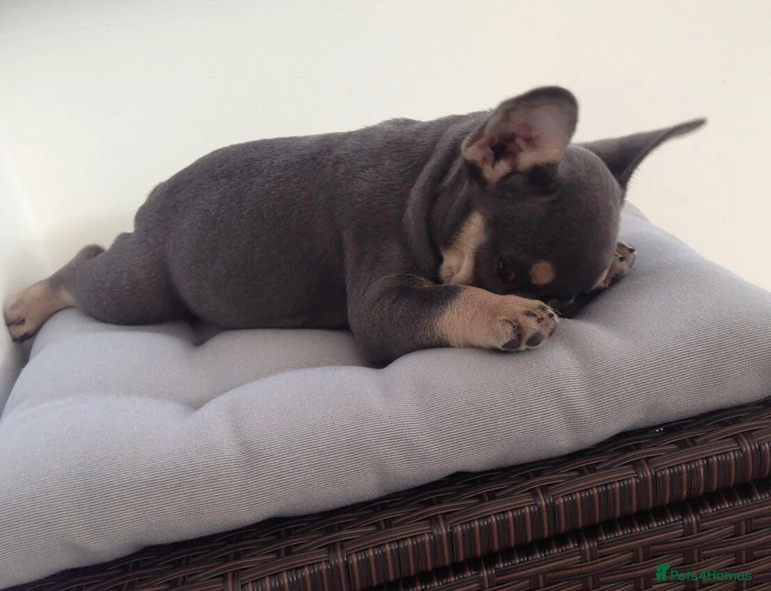 French Bulldog dogs for stud: 🇫🇷 French Bulldog For Stud  🇫🇷 in Croydon - Advert 21