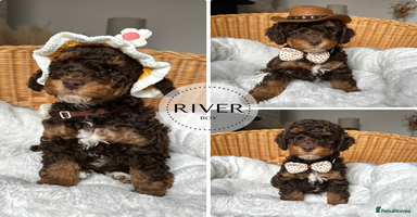 Cockapoo dogs - Advert 10