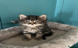 Ragdoll cats for sale: Ragdoll Cross Kittens – £300 each - Image 6