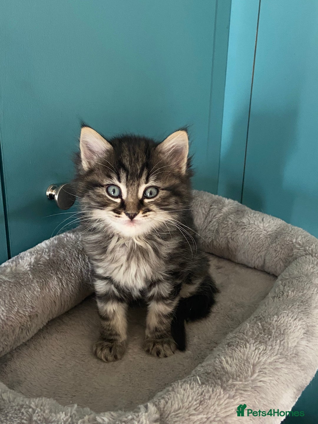 Ragdoll cats for sale: Ragdoll Cross Kittens – £300 each - Image 6