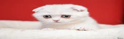 Scottish Fold cats for sale: Scottish fold and straight girls - Advert 20