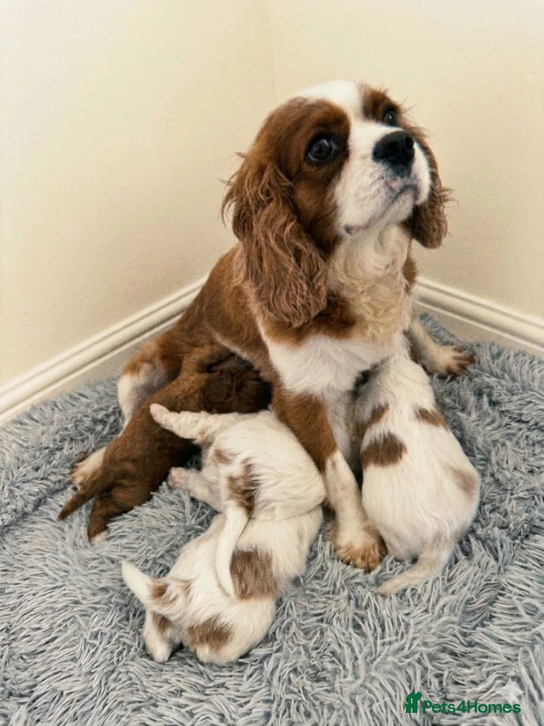 Cavapoo dogs for sale: Cavapoo puppies  - Advert 6