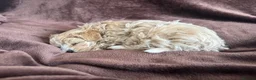 Maltipoo dogs for sale:  **  Korean male champagne and white Maltipoo in Worksop - Advert 10