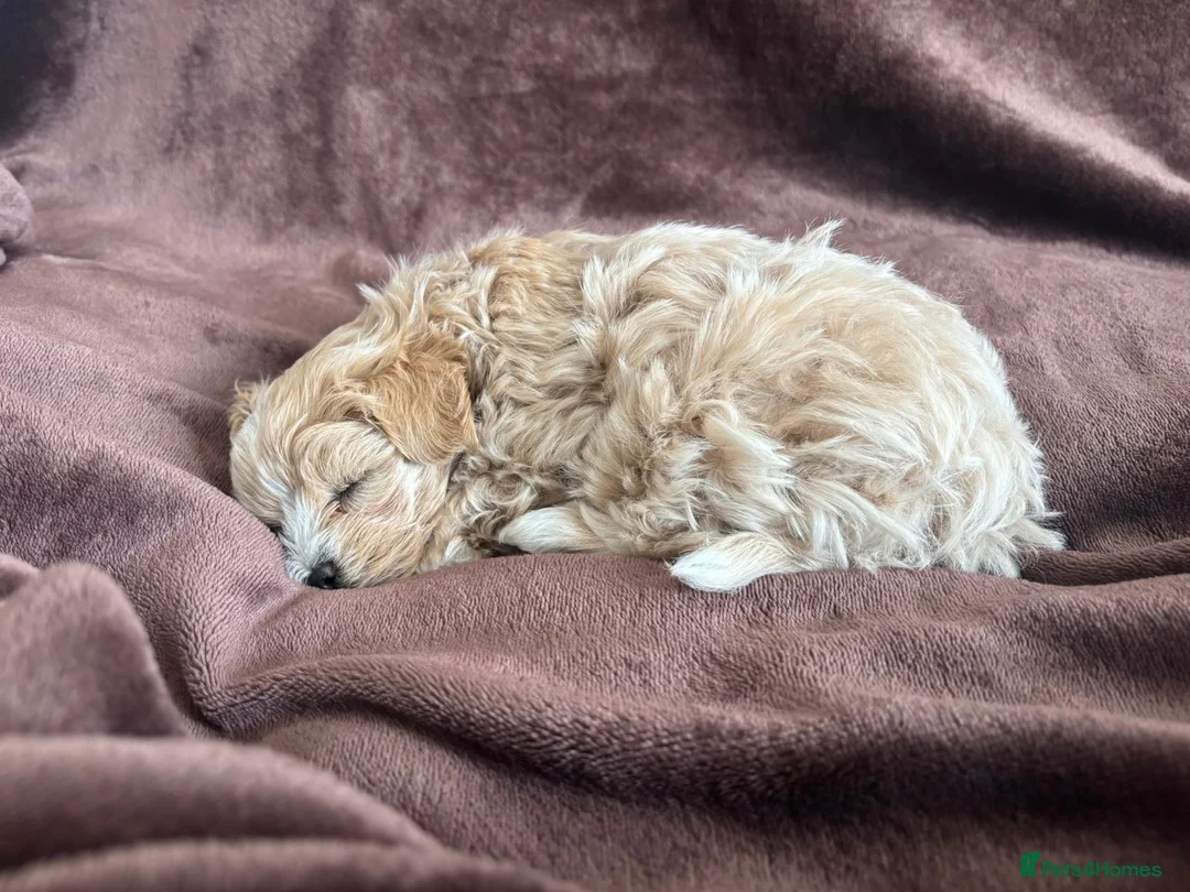 Maltipoo dogs for sale:  **  Korean male champagne and white Maltipoo in Worksop - Advert 10