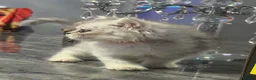 Persian cats for sale: Beautiful long haired Persian Kittens - Advert 9