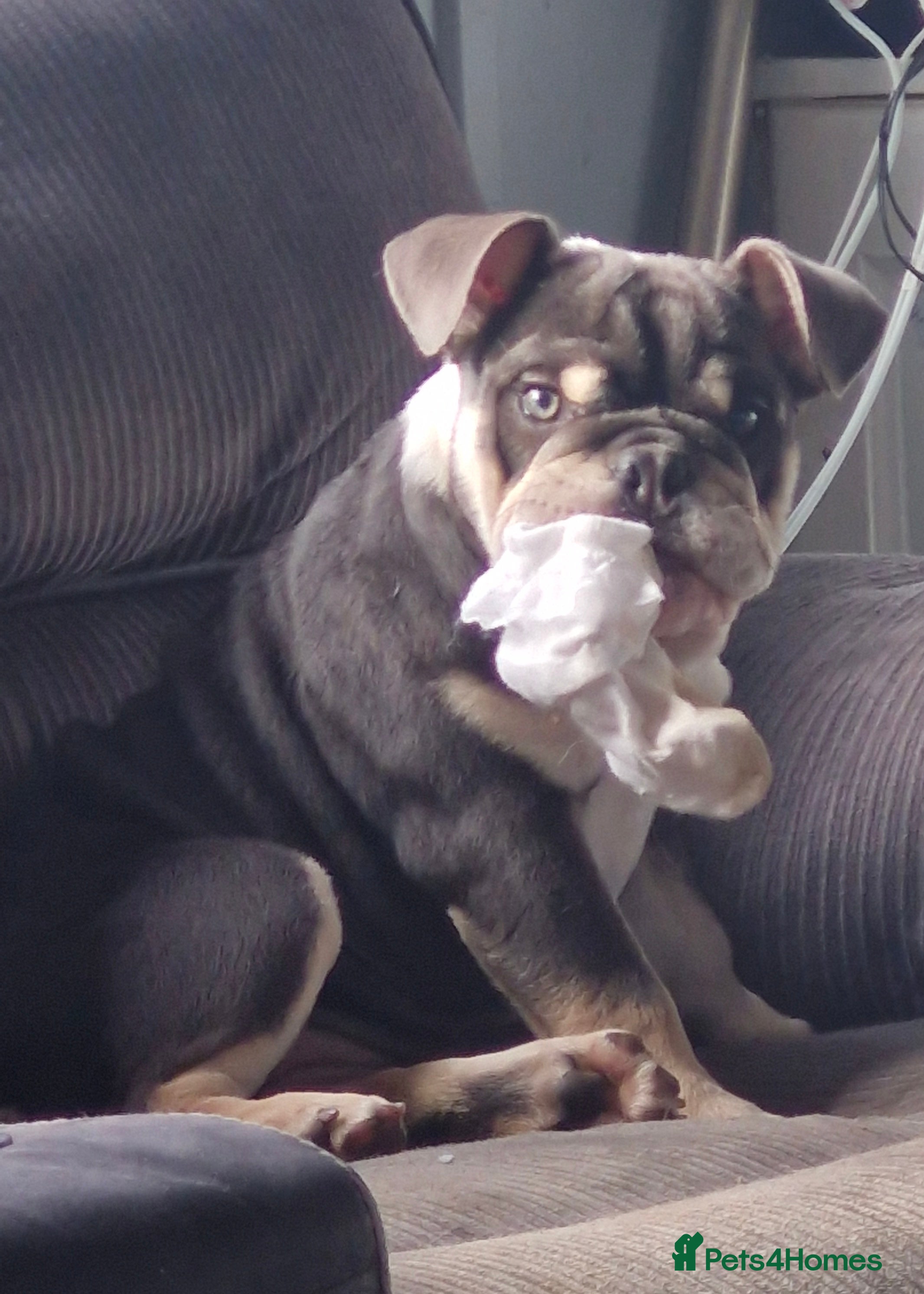 English Bulldog dogs 1 GIRL LEFT  KC REG BLUE TRI ENGLISH BULLDOG  - Advert 1