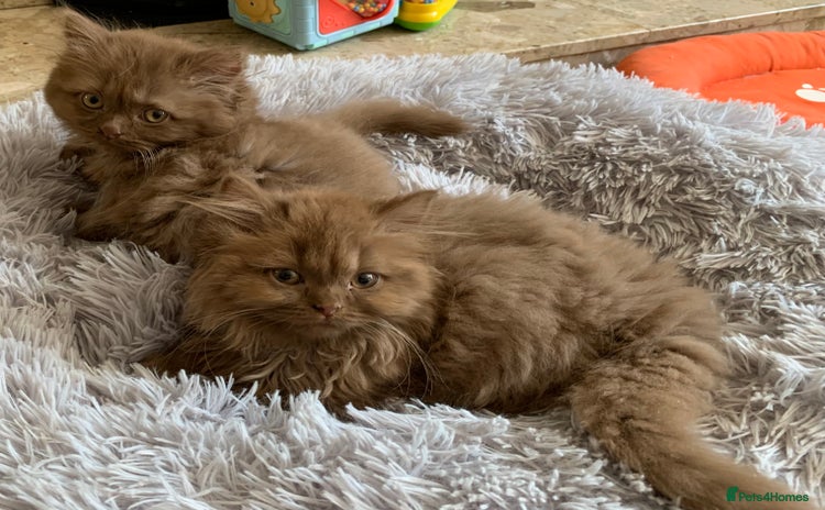British Longhair cats - Advert 2