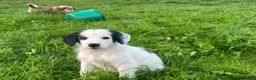 Bordoodle dogs for sale: Bordoodle 2 is the only remaining pup - Advert 19