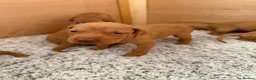 Hungarian Vizsla dogs for sale: KC registered Hungarian Vizsla puppies - Advert 5
