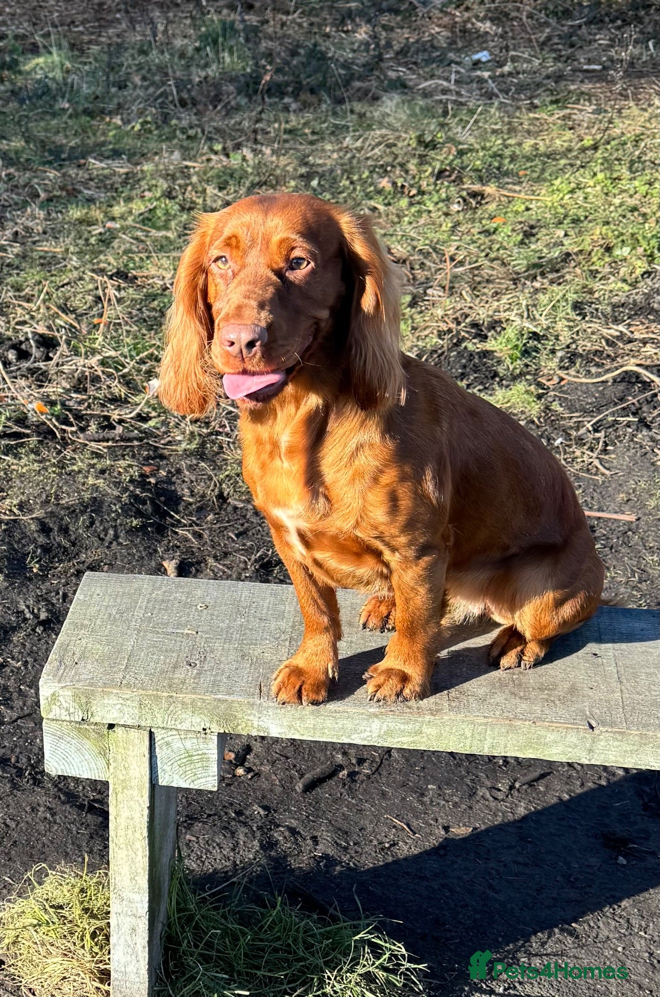 Cocker Spaniel dogs Working cocker spaniel bitch for sale  - Advert 1