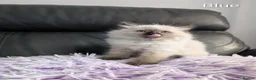 Ragdoll cats for sale: Stunning GCCF REG PEDIGREE RAGDOLLS - Advert 23