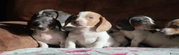 Miniature Dachshund dogs for sale: Miniature dachshund puppies - Advert 1