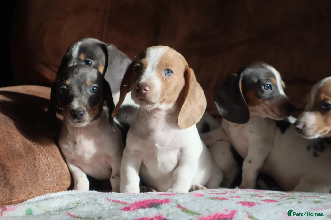 Miniature Dachshund dogs for sale: Miniature dachshund puppies - Advert 1