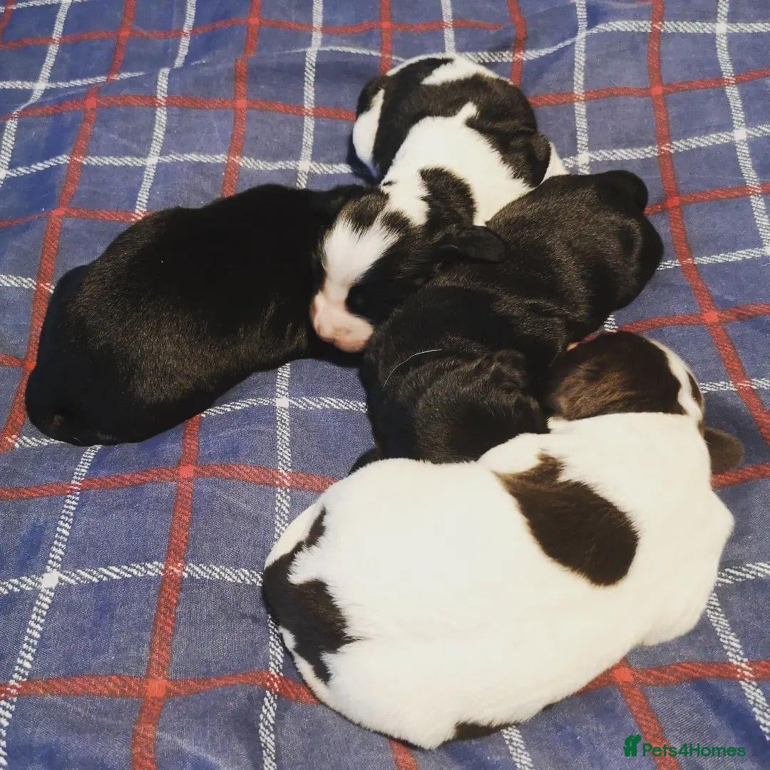 Cocker Spaniel dogs for stud: Proven kc reg working cocker in Preston - Advert 3