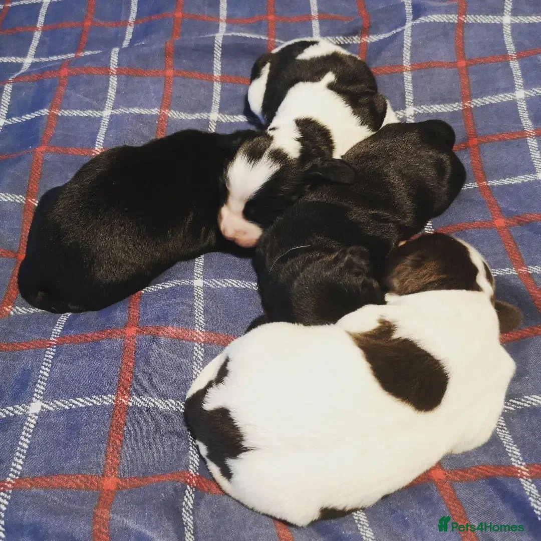 Cocker Spaniel dogs for stud: Proven kc reg working cocker in Preston - Advert 3