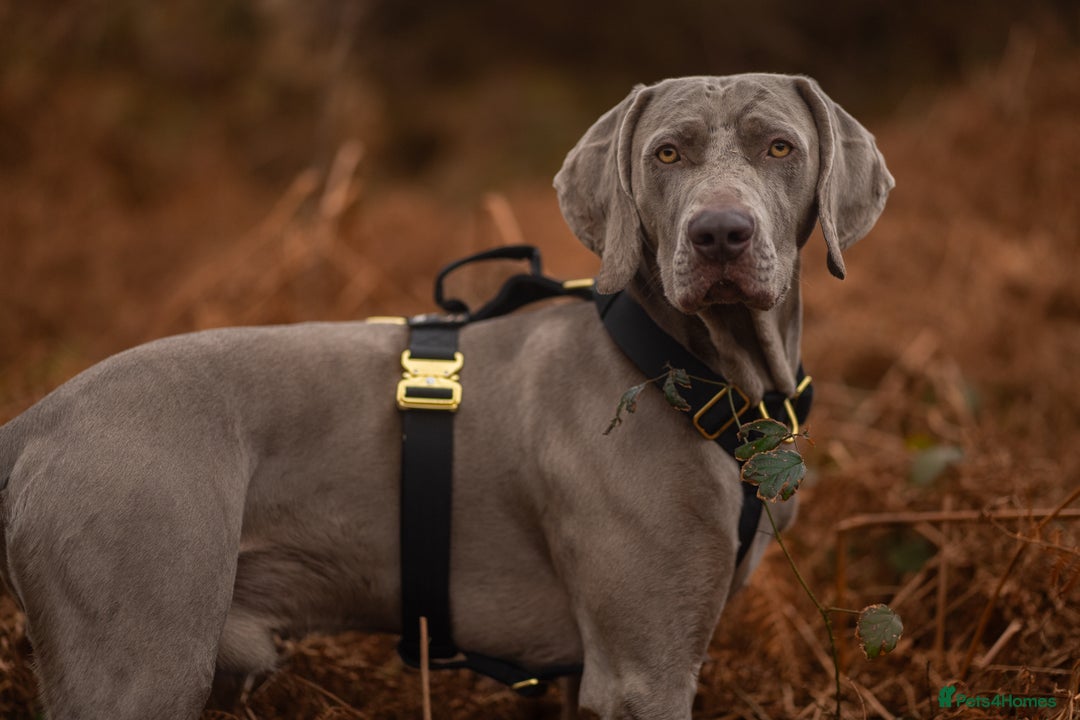 Weimaraner dogs for stud: Proven Stunning kc registered weimaraner for stud  in West Bromwich - Image 15
