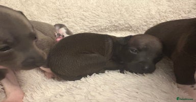Italian Greyhound dogs - Advert 4