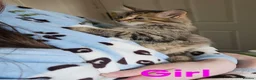 Maine Coon cats for sale: Female Mainecoon X kitten  - Advert 3