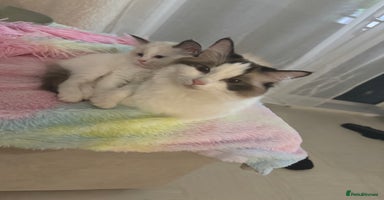 Ragdoll cats - Advert 2