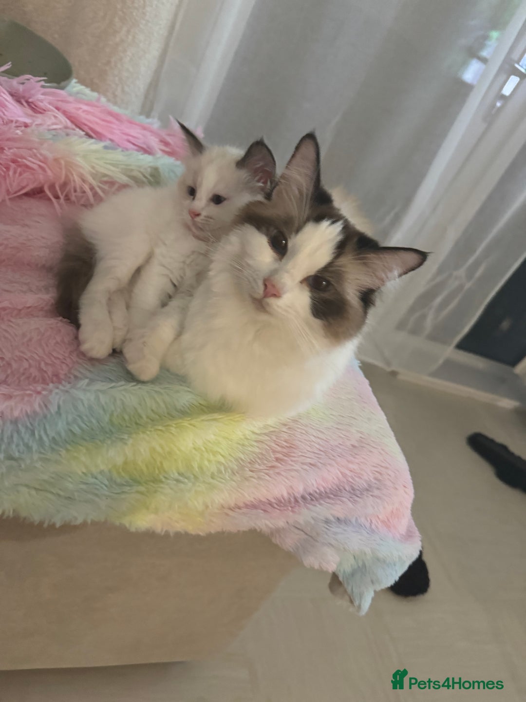 Ragdoll cats for sale: Last Female Ragdoll Barbie Kitten🩷 - Image 3