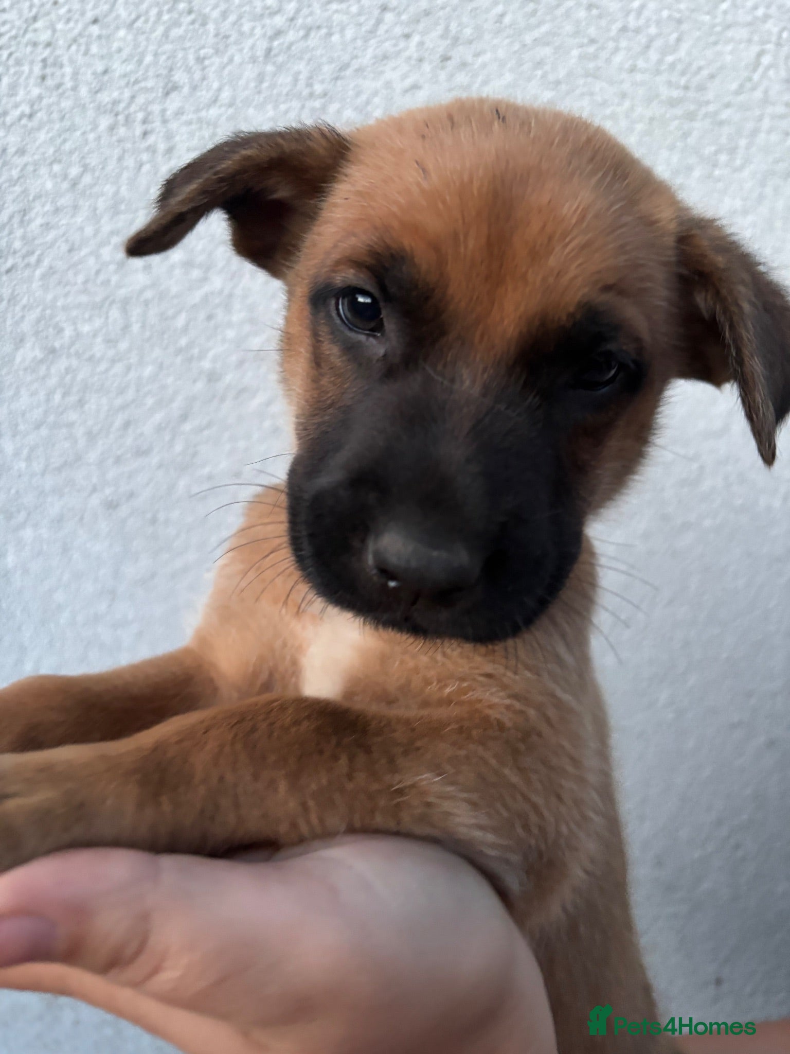 German Shepherd dogs Dutch X German Shepherd pups - Advert 18