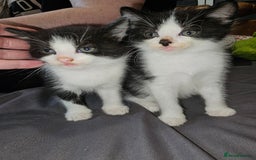Mixed Breed cats for sale: 4 Beautiful Kittens **2 Black & White Boys Left** - Image 20