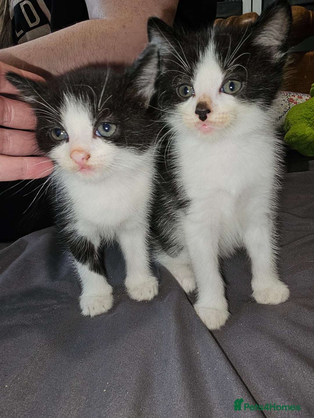 Mixed Breed cats for sale: 4 Beautiful Kittens **2 Black & White Boys Left** - Image 20