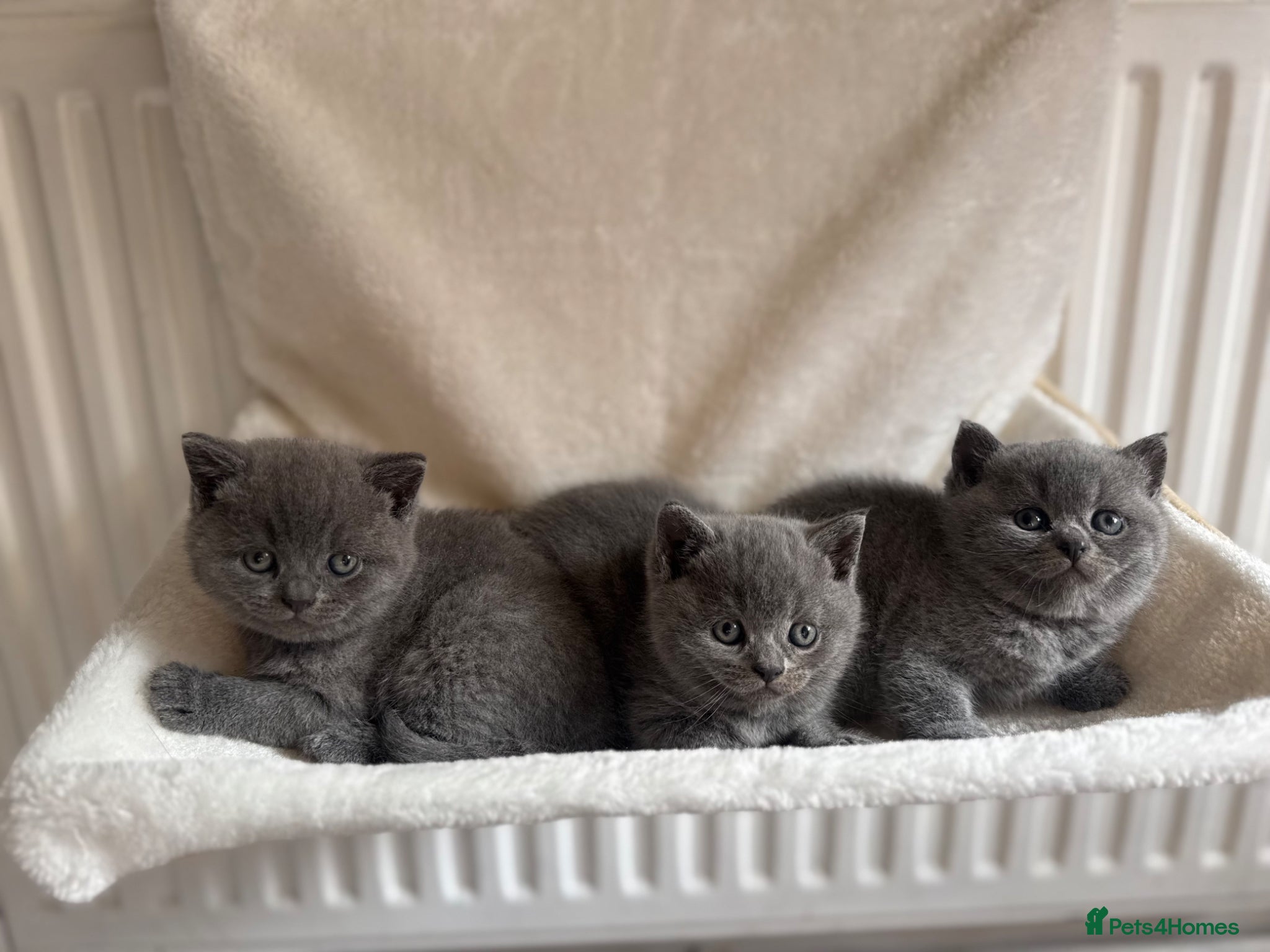 British Shorthair cats Beautiful British shorthair  - Advert 2