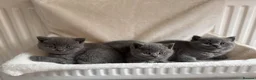 British Shorthair cats for sale: **LAST GIRL** British shorthair kitten - Advert 12