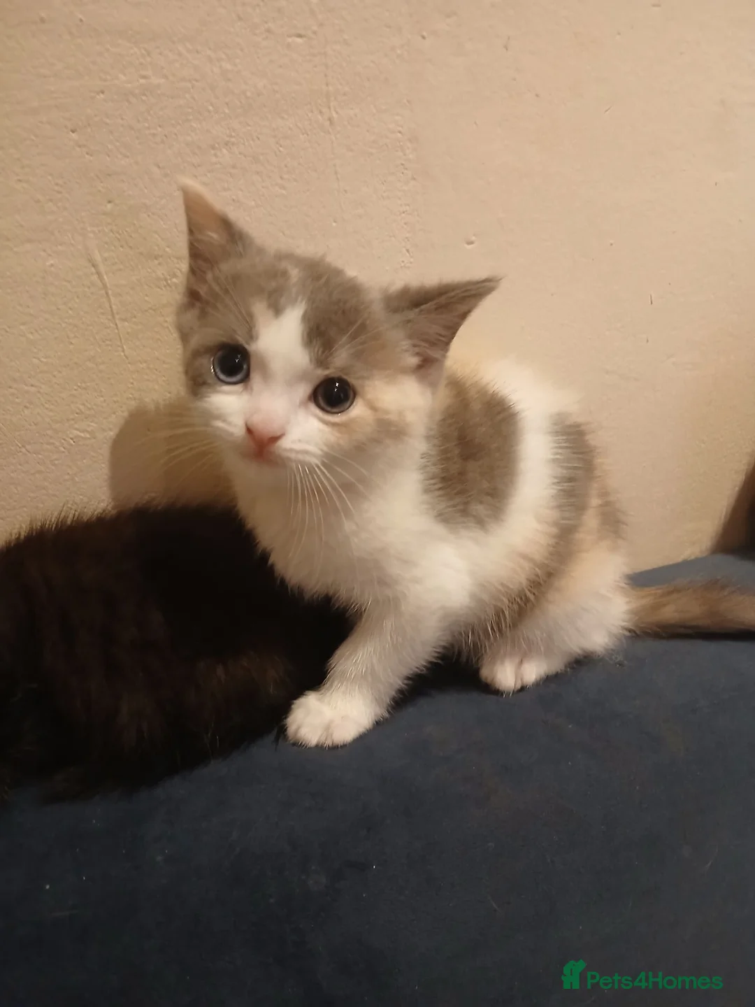 British Shorthair cats for sale: British shorthair kittens - Advert 12