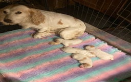 Cocker Spaniel dogs for sale: Cocker Spaniels, working type, KC reg, DNA clear - Image 27
