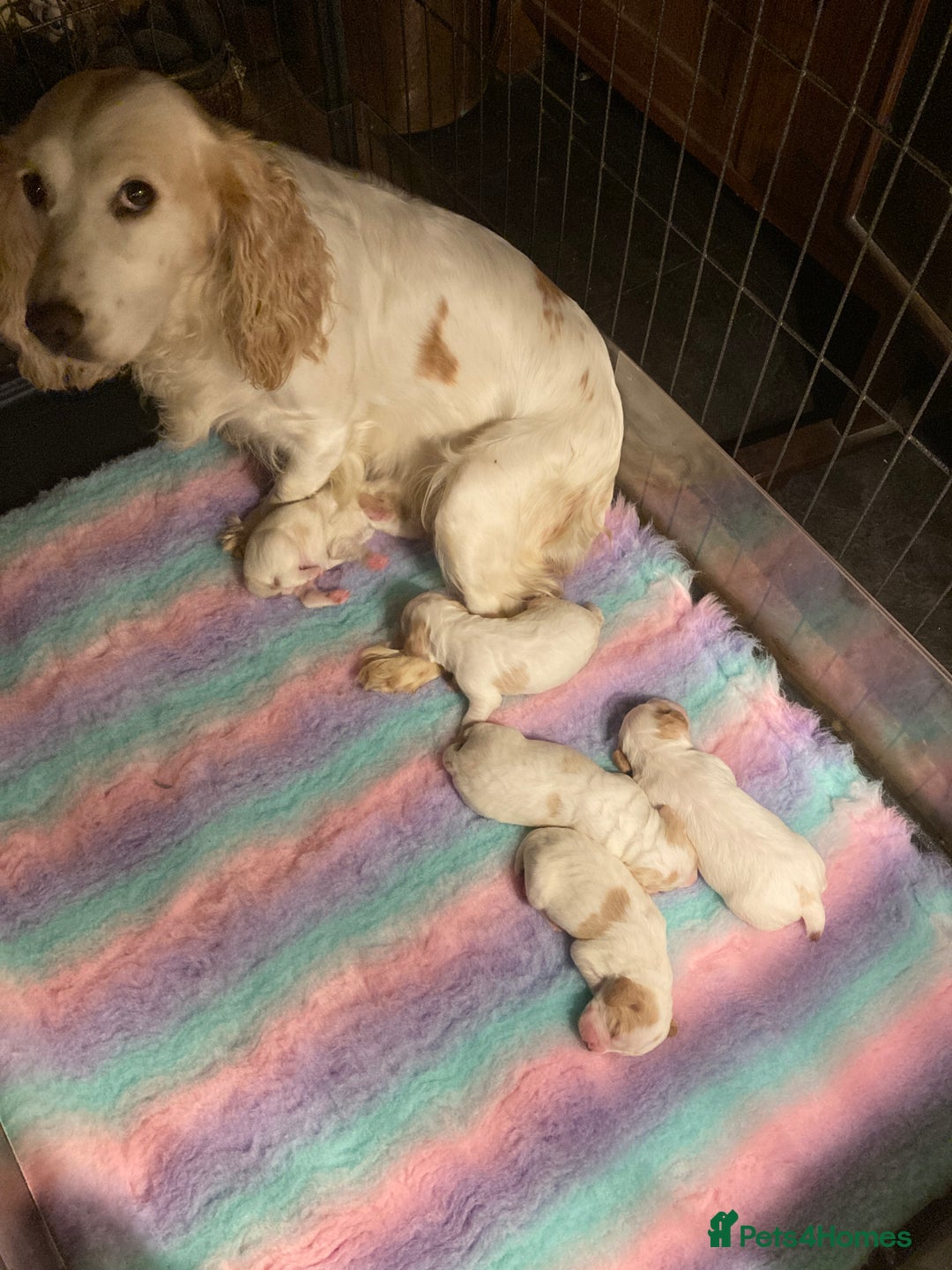 Cocker Spaniel dogs for sale: Cocker Spaniels, working type, KC reg, DNA clear - Image 27