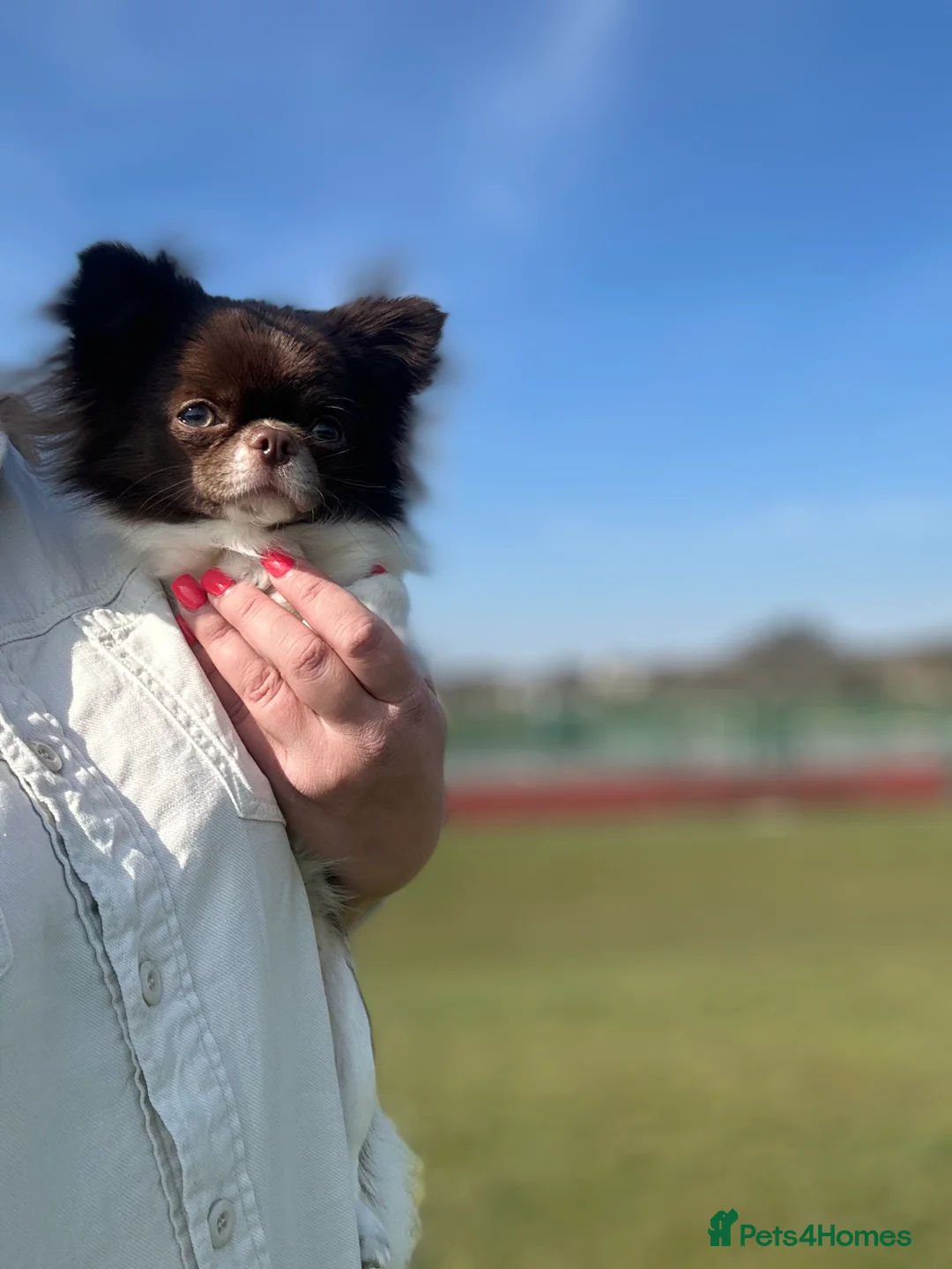 Chihuahua dogs for stud: KC registered/health tested  in London - Advert 5