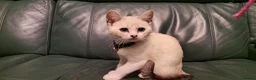 British Shorthair cats for sale: Beautiful white British shorthair - Advert 3
