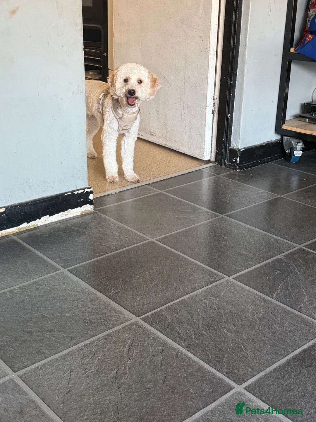 Cavapoo dogs for sale: Female Cavapoo Puppy Looking for a New Home  in London - Advert 4