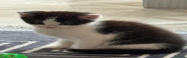 Mixed Breed 2