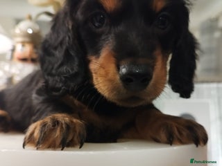 Dachshund dogs MINIATURE Mini DACHSHUND - Advert 3