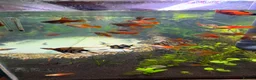 Swordtails fish for sale: Pineapple sword tails  in Keighley - Advert 3