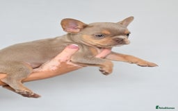 French Bulldog dogs for sale: Fluffy French Bulldogs/DNA Tested Parents  - Image 18