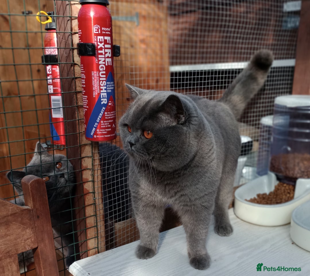 British Shorthair cats for stud: British Shorthair Cream/White 💙 Lilac/Blue Spot in Manchester - Advert 9
