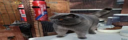 British Shorthair cats for stud: Gccf Active Studs Blue, Lilac, Blue Bi, Cream Bi - Advert 7