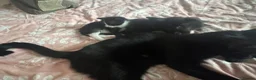 Mixed Breed cats for sale: Kittens for sale  in Bedford - Advert 4