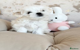 Maltese dogs for sale: 🌟Stunning Tiny Korean Maltese KC Reg🌟 - Advert 8