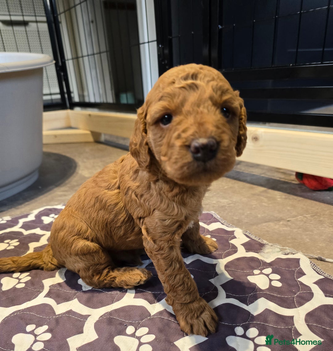 Cavapoo dogs for sale: Cavapoo puppies extensive health tested - Advert 28