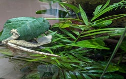 Gecko reptiles for sale: Female crested gecko with full bioactive set up - Image 2