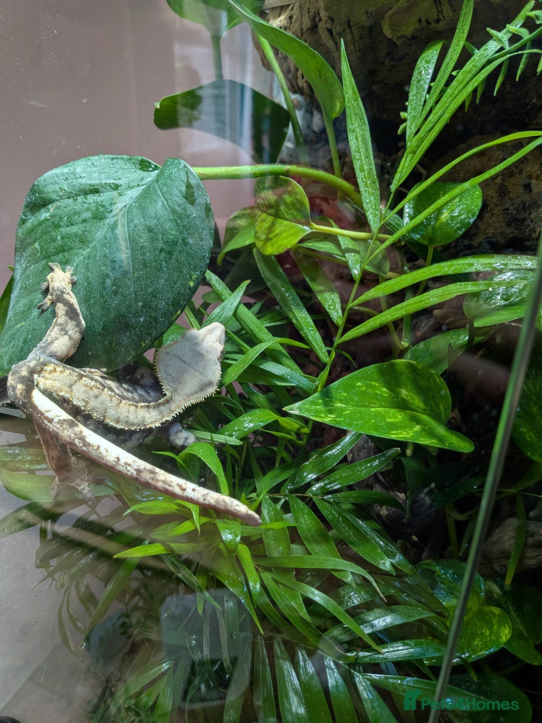 Gecko reptiles for sale: Female crested gecko with full bioactive set up - Image 2