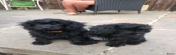 Cavapoo dogs for sale: ❗️REDUCED❗️ready to go 1 GIRL LEFT! black cavapoos - Advert 13