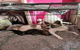 Mixed Breed dogs for sale: German Shepherd cross collie/lurcher puppies  - Image 14