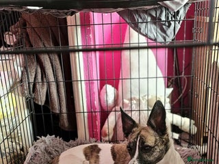 Mixed Breed dogs - Advert 4