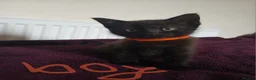 Mixed Breed cats for sale: Black fluffy babies 🖤🐈‍⬛️ - Advert 3